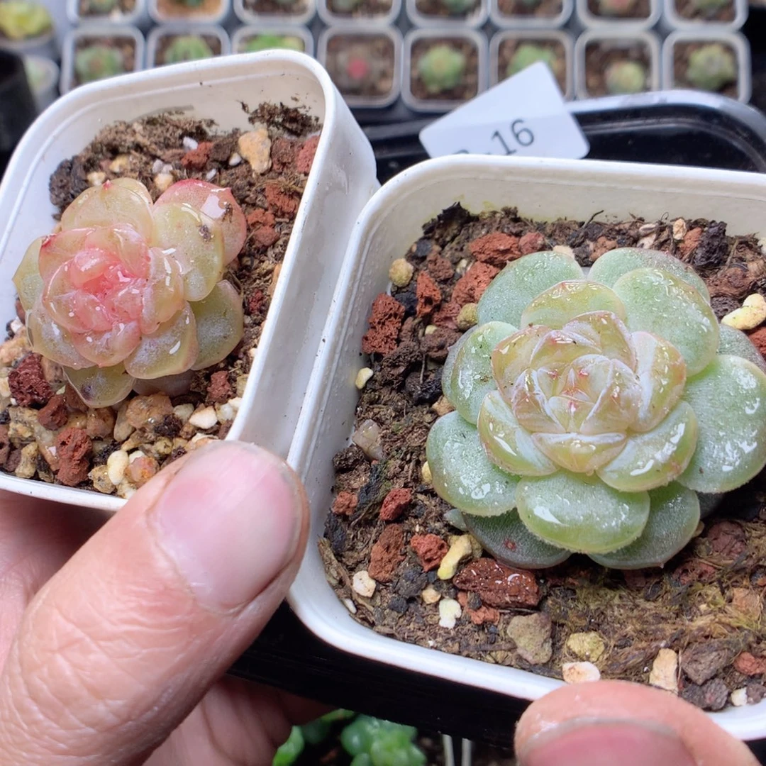 无花朵B16yyyyyyyy