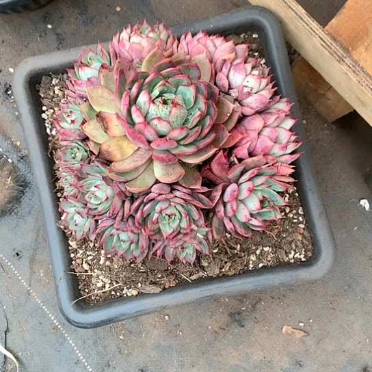 开**好美肉特价活动开始啦