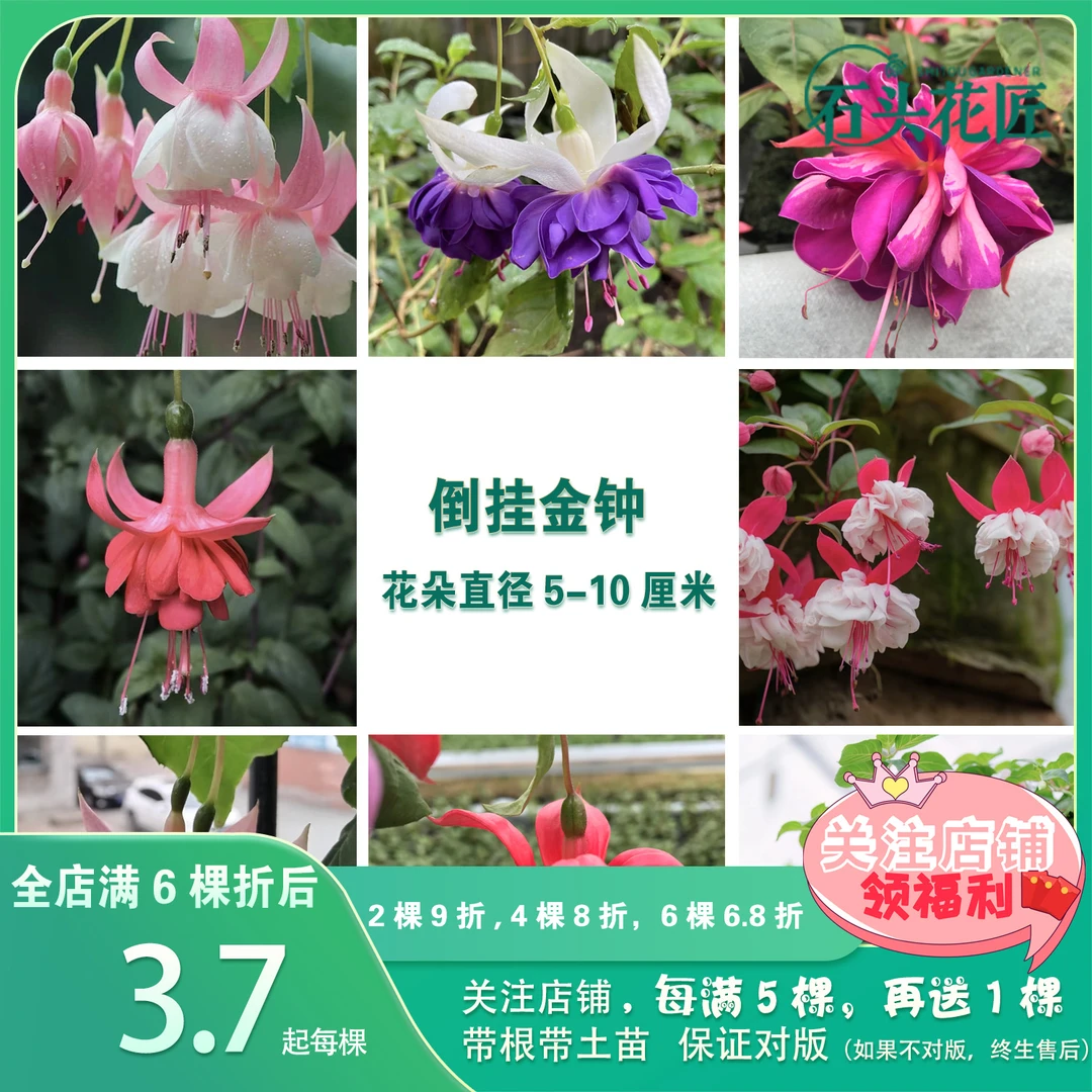 石头花匠倒挂金钟 金婚宝莲灯31个品种（新品）灯笼花室内阳台花卉