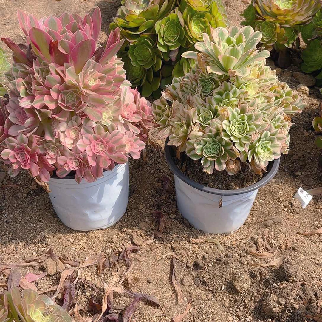 女巫迈巴赫多肉植物手捧