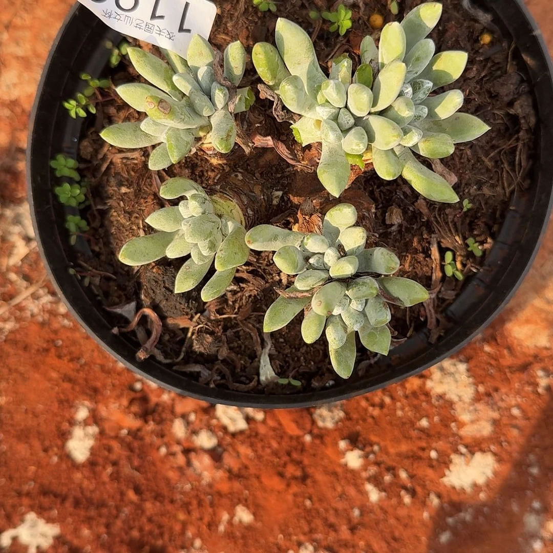 3代杂交仙女杯多肉福利