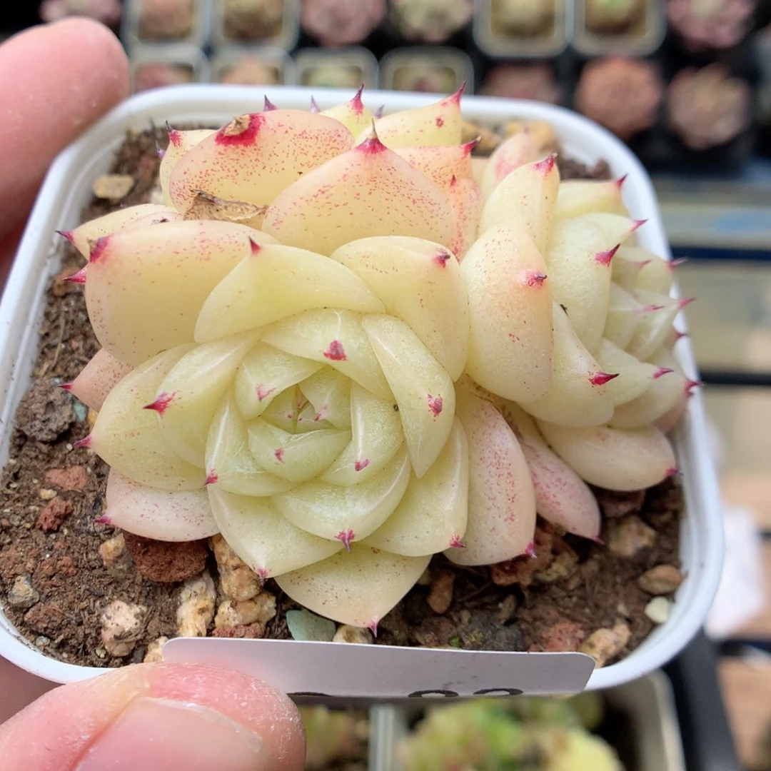 G82 ，20包邮两天凑单