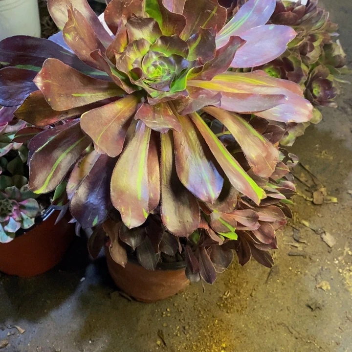 花斑鹿多肉断头不包1619