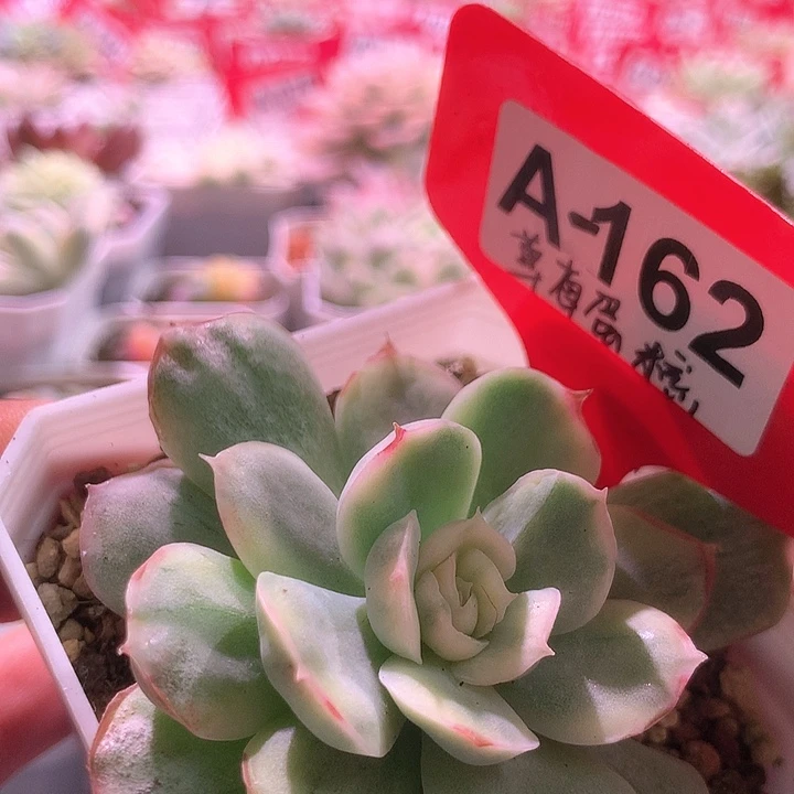 草莓蛋糕覆轮锦有根