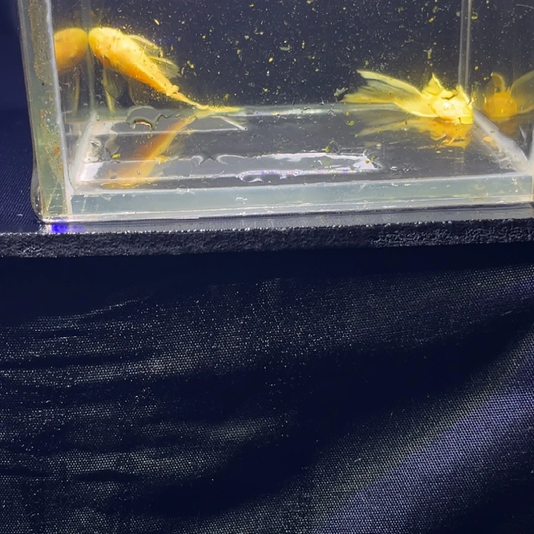 孔雀鱼孔雀鱼胡子