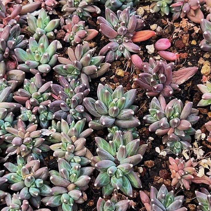 10颗美人系列多肉植物