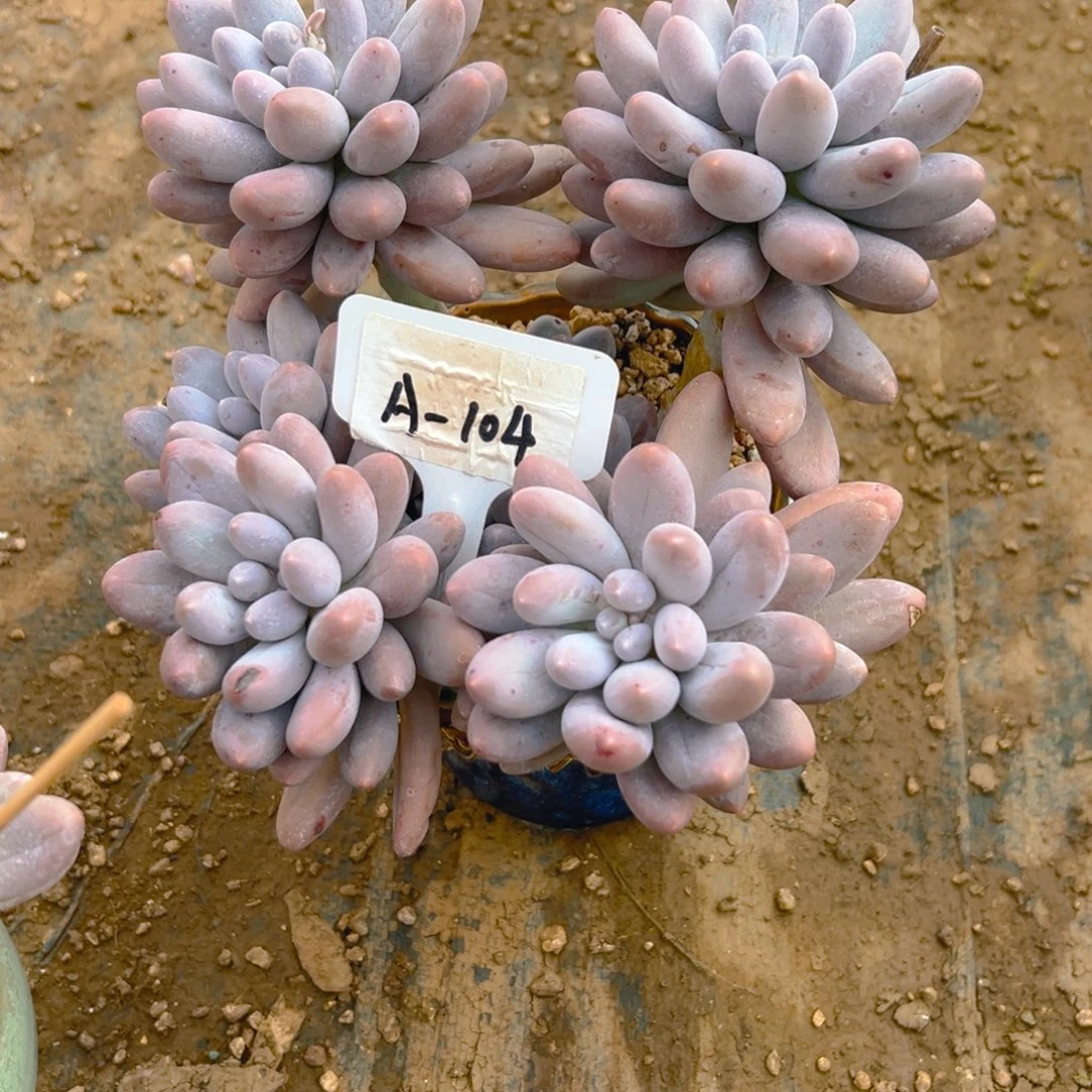 缘***袁汤圆104号一物一拍