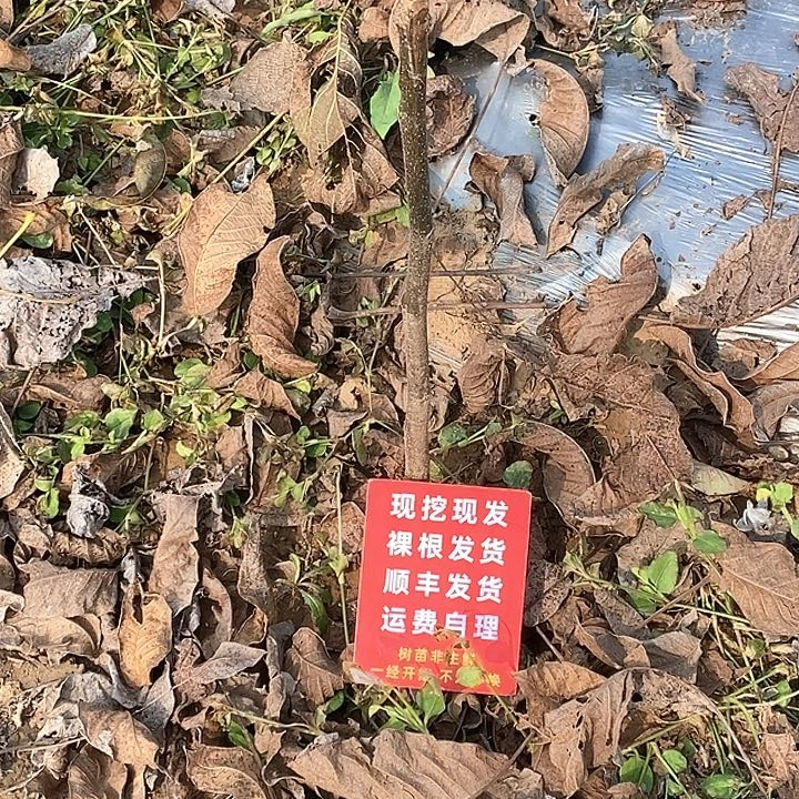 拾***光吊坠文玩核桃蛤蟆