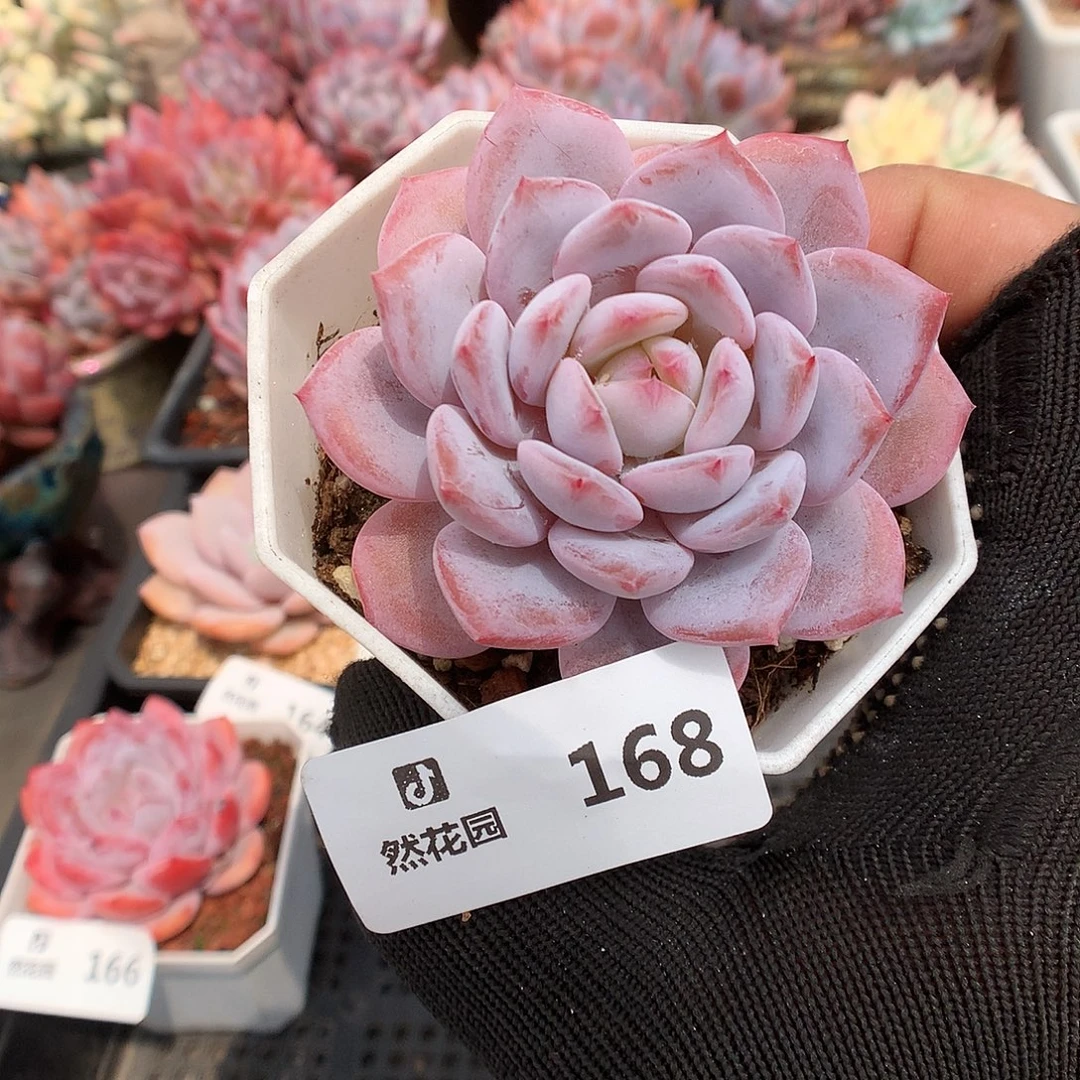 168星星橙多肉植物6666