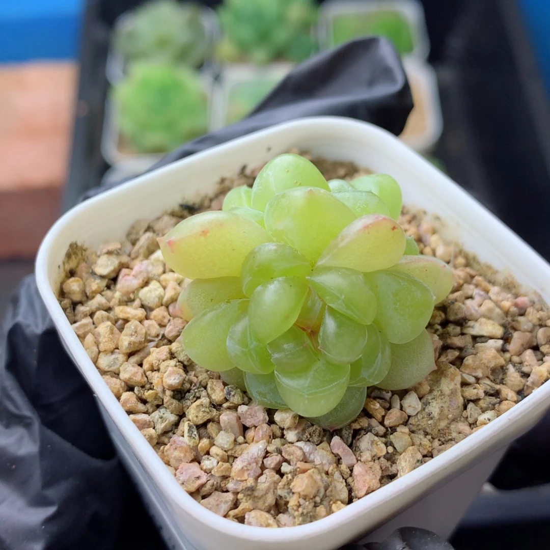 58包邮  群生不包整 120