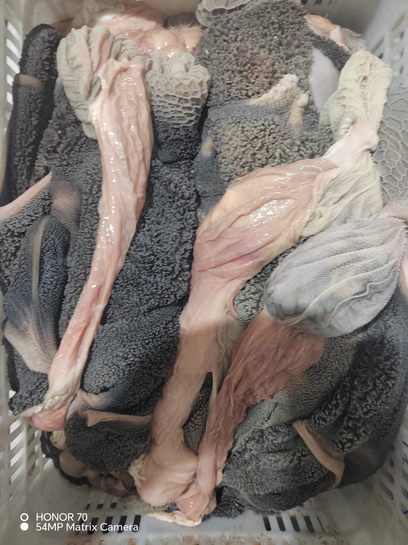 带毛羊肚里外不干净不去油不去沙肝买回家自己清洗