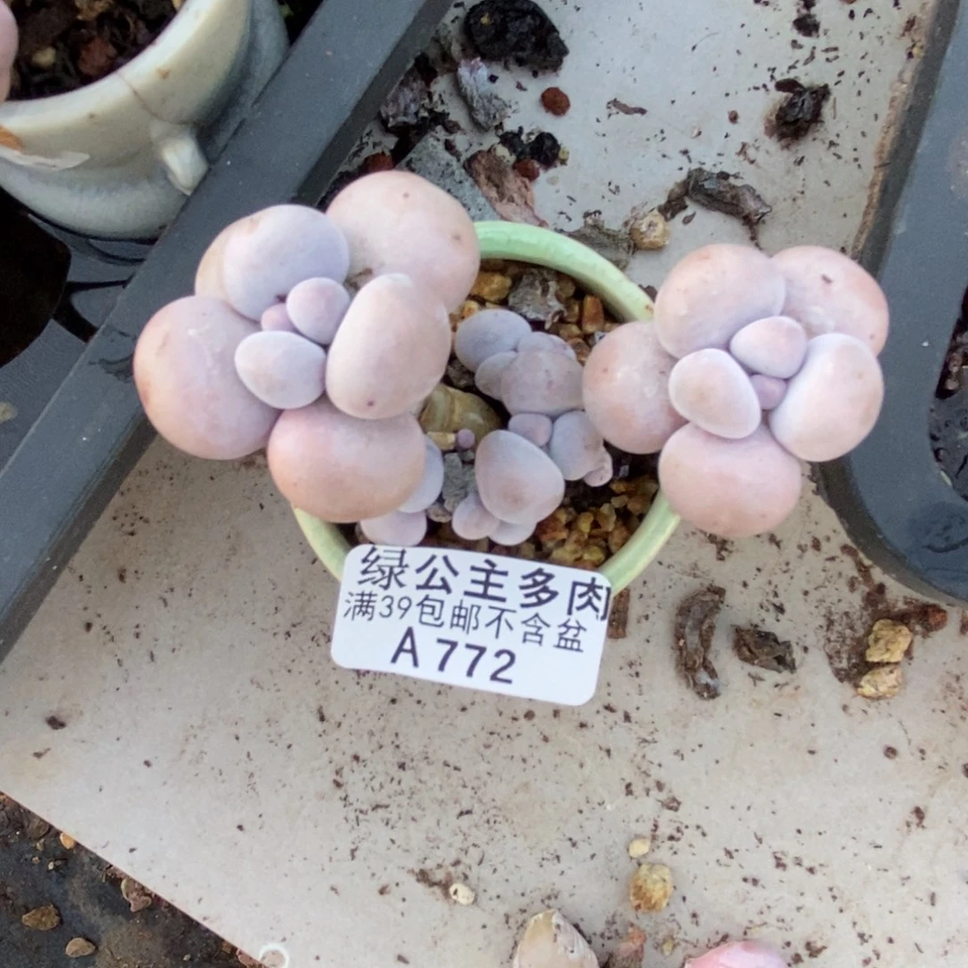 772芭比奶多肉7cm