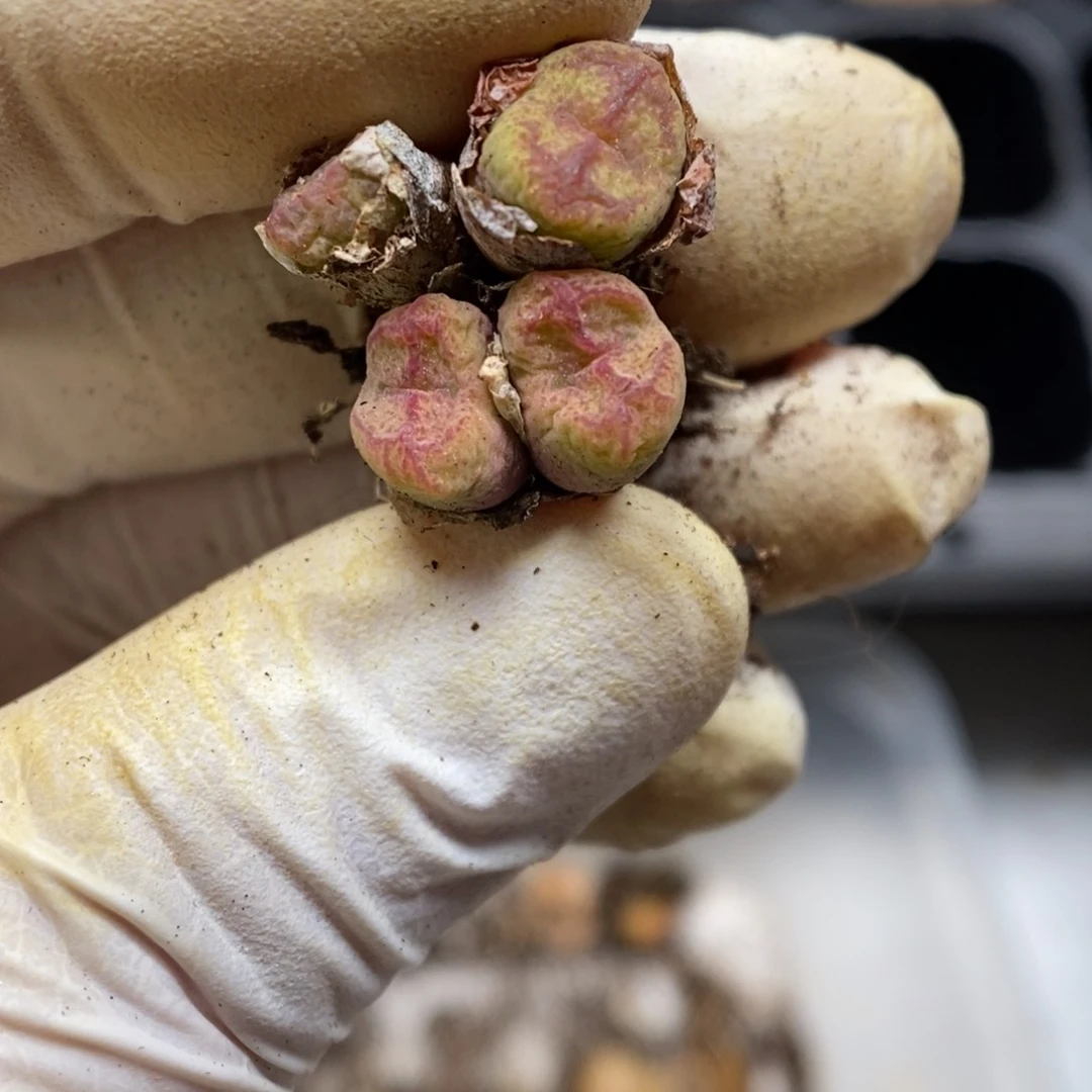 多肉植物肉锥杂交K-666 两颗