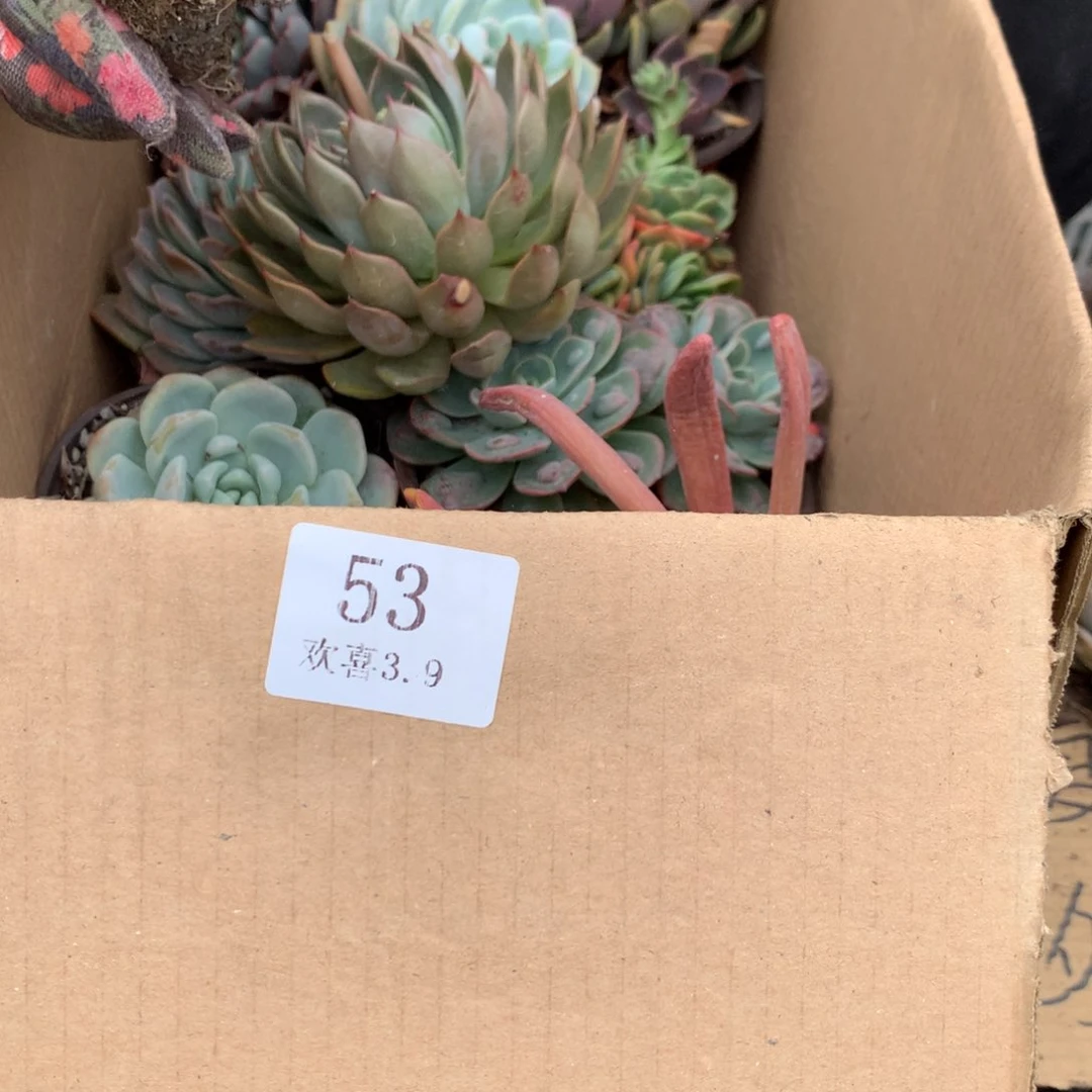 53一箱十棵不重复