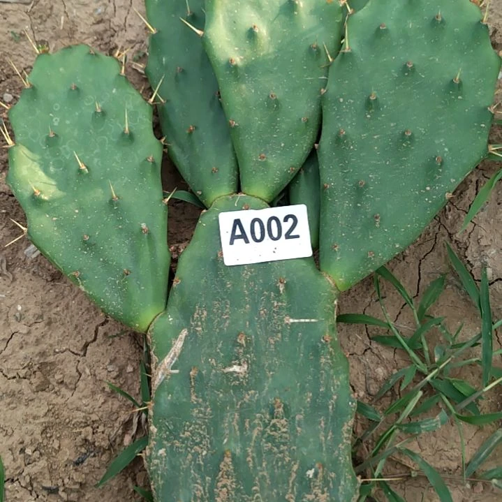 云****仙人掌黄大刺1个002