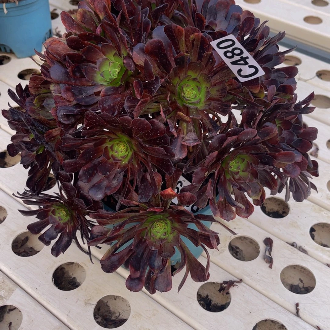 梅花法师7/////49包邮