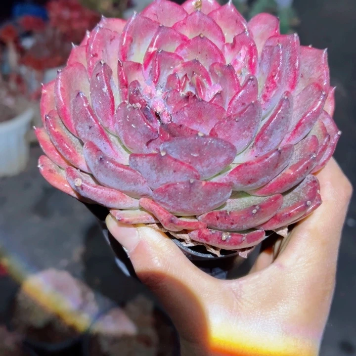 精品多肉植物老桩