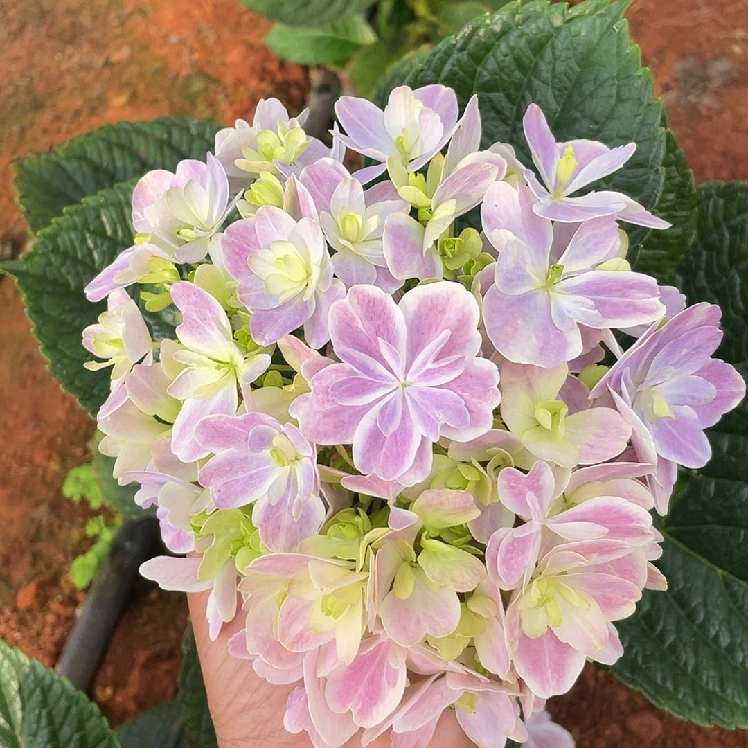 绣球切花一物一拍3枝起包邮，22