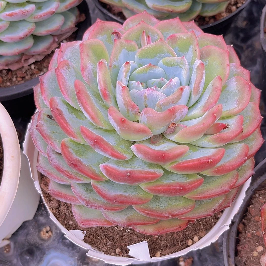 16.3公分999999999999989