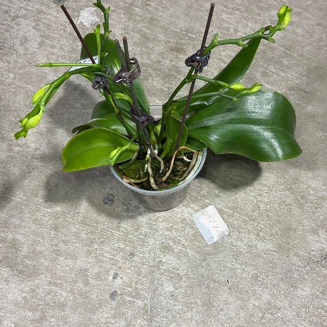 当前无花朵，栽培后可花朵A1712盈收三号五花剑分叉花苞