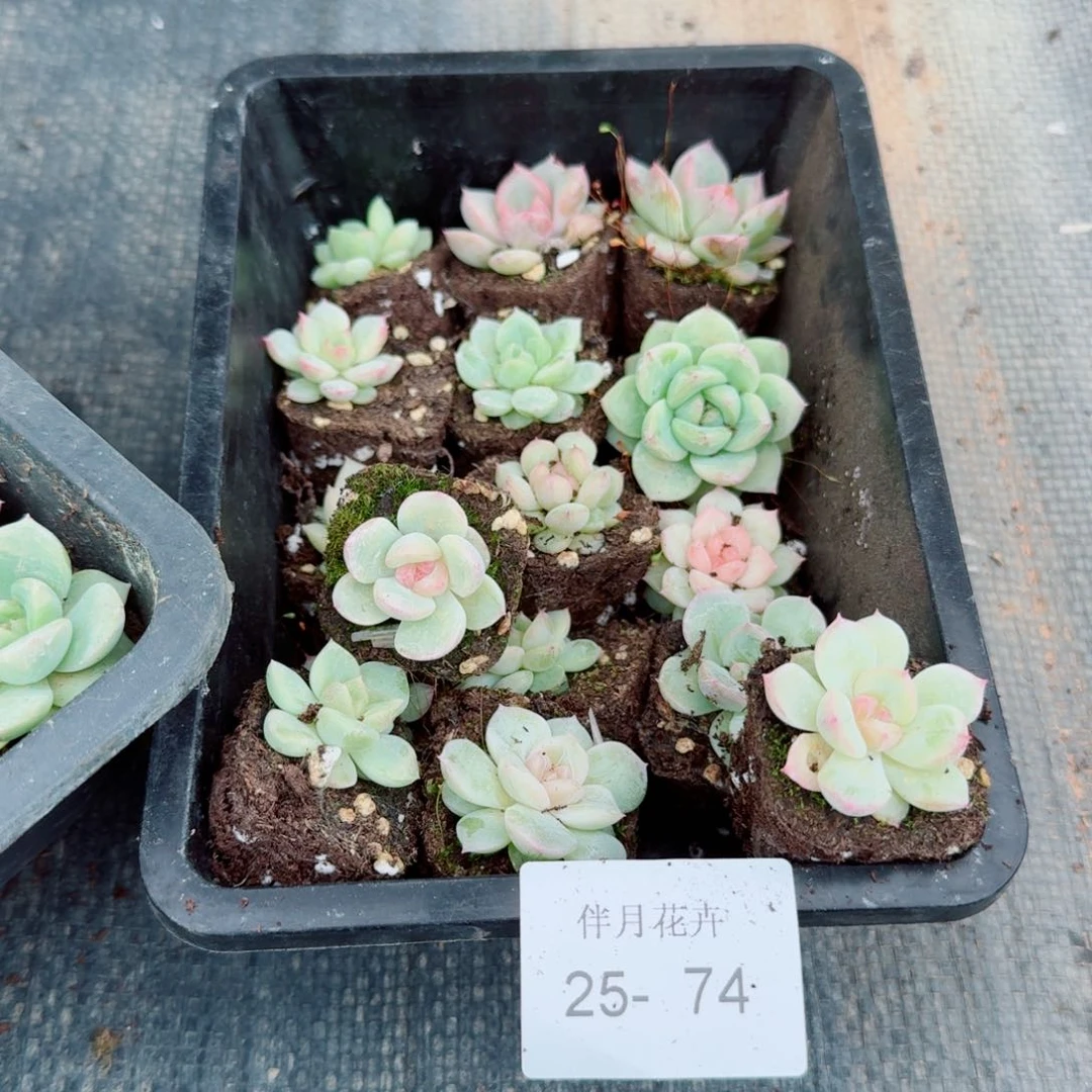 25-74珍妮两颗量拍