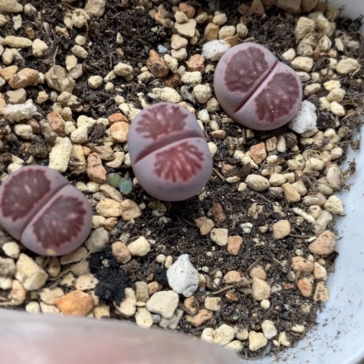 566紫菊母本带盆llll