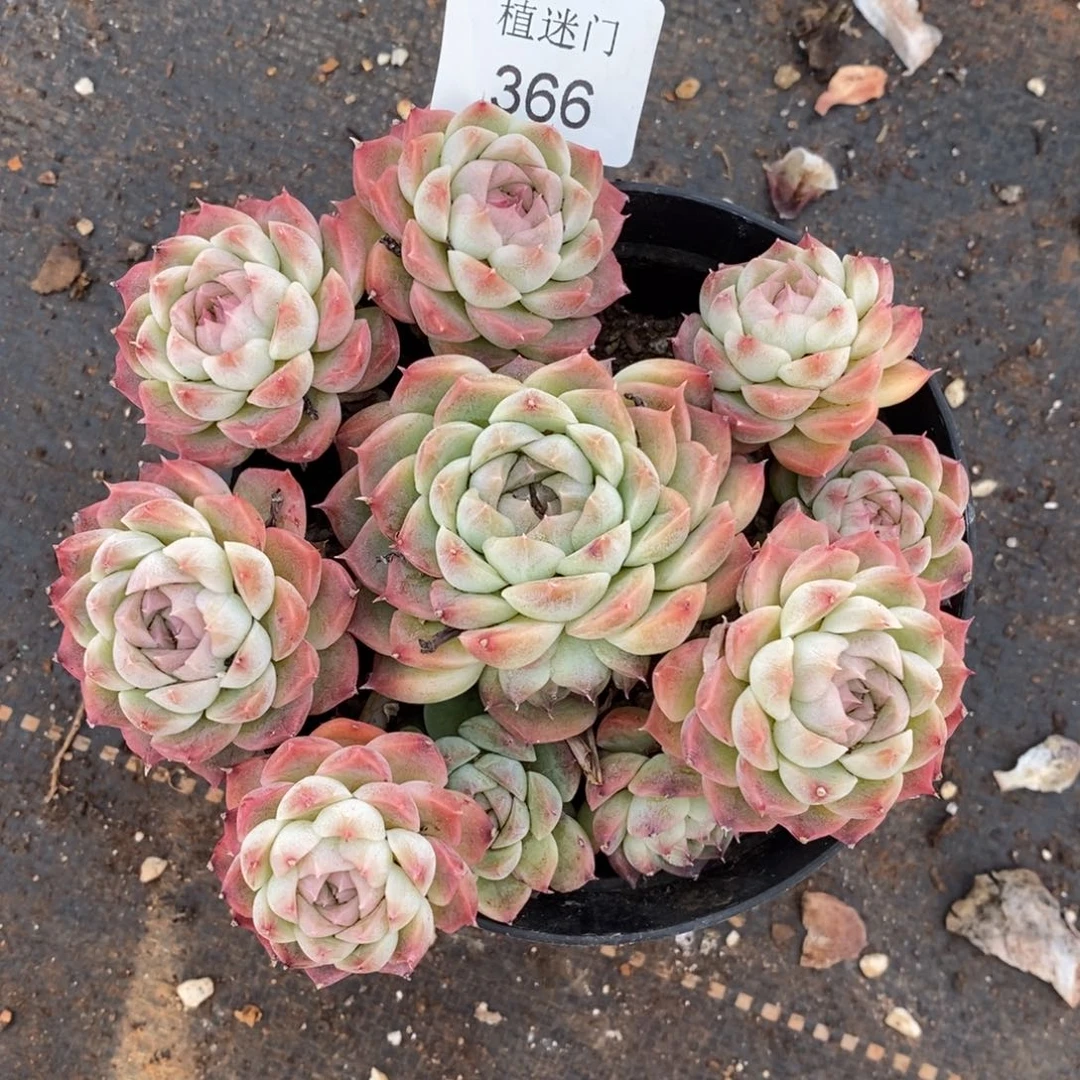茉**香杂交精品多肉366