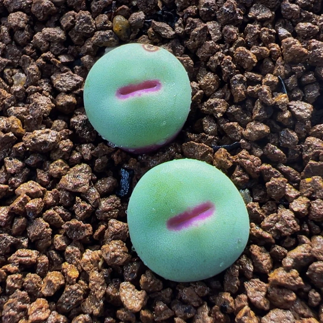 422多肉植物种类多样