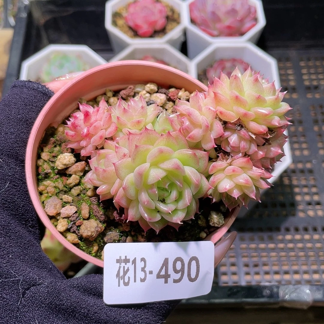 花利美13-490麦秆