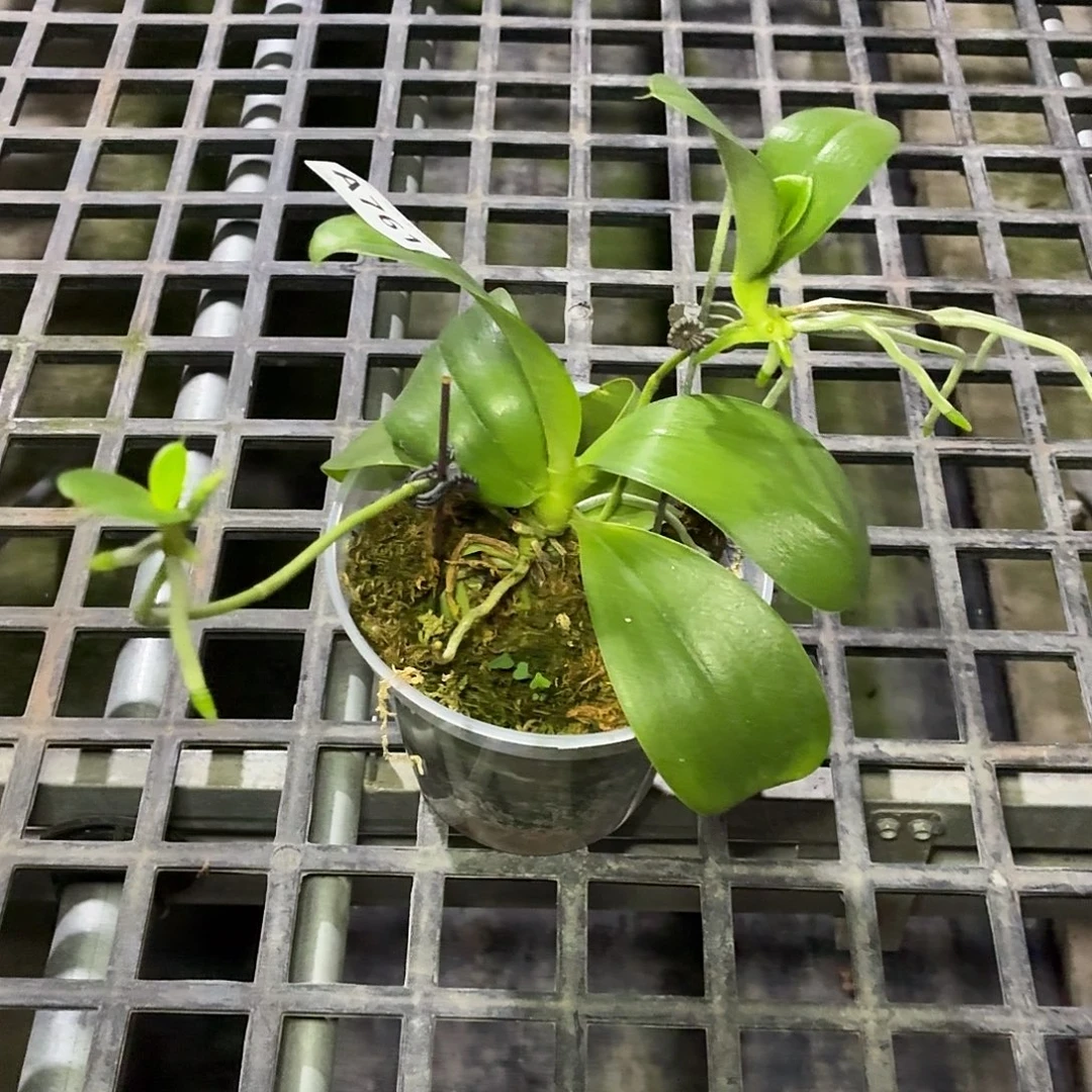 当前无花朵，栽培后可花朵A761博古拉