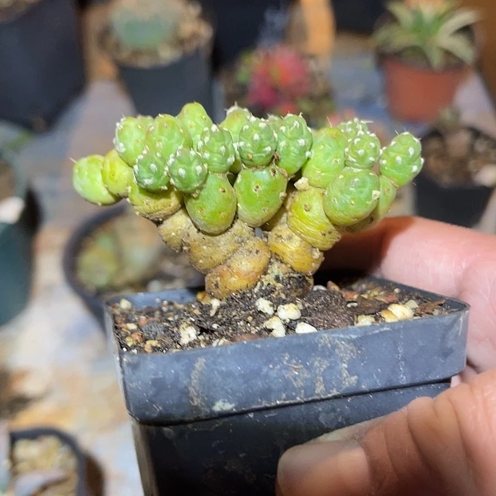 满38包邮2天凑单，脱土晾根发货多肉植物罗西安娜