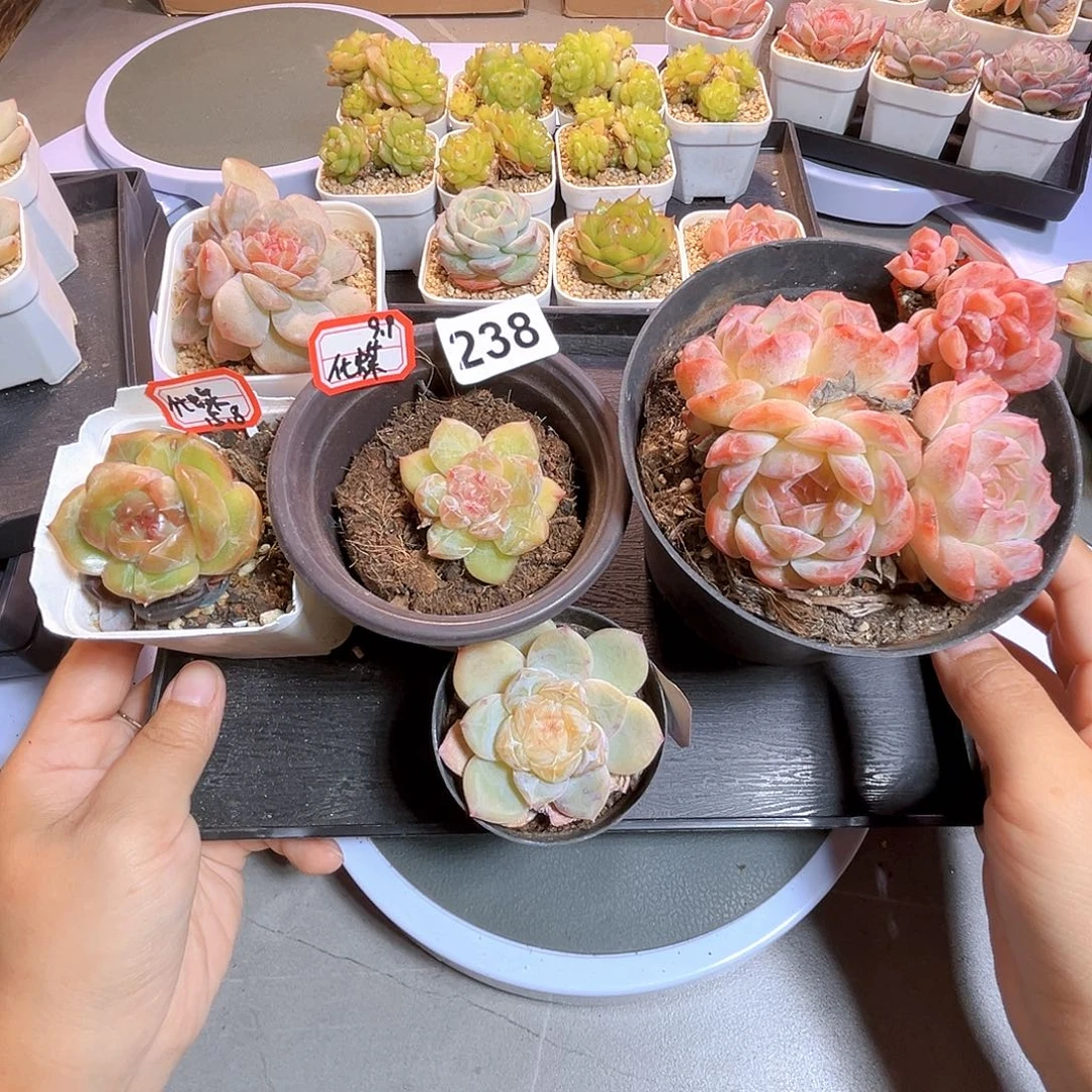 ****️238一物一拍 打包6个