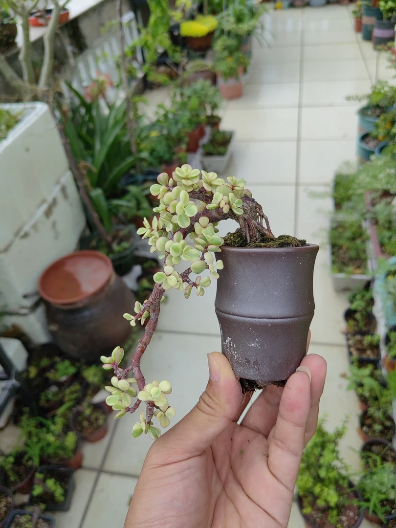 一物一拍雅乐之舞悬崖提根矮霸小老桩微盆景茶室桌面室内花卉摆件