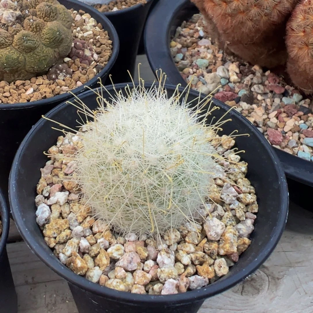实生根月宫殿多肉植物带盆土