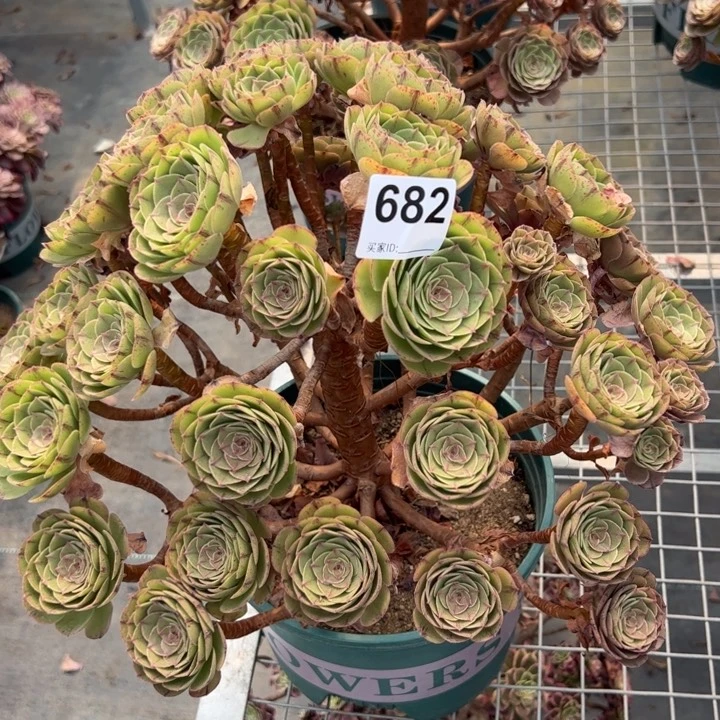 682燕拉丝朵朵朵32厘米左右