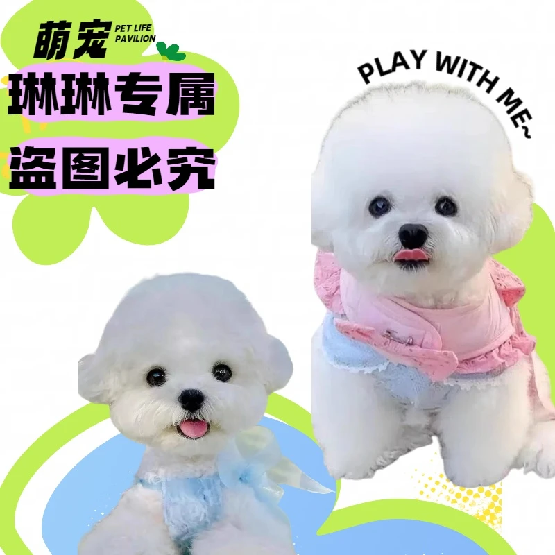 比熊博美泰迪小型宠物犬 岫流 300 围巾
