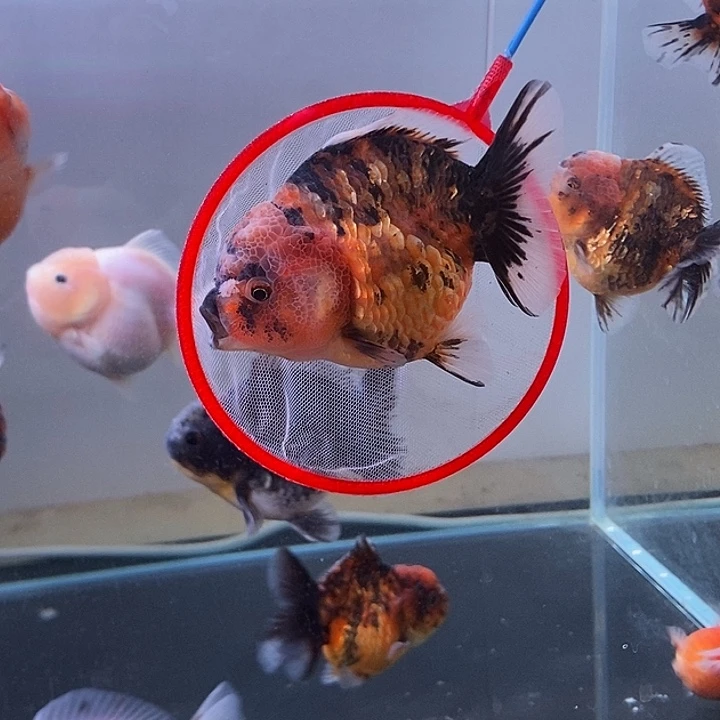 海水鱼精品泰狮系列