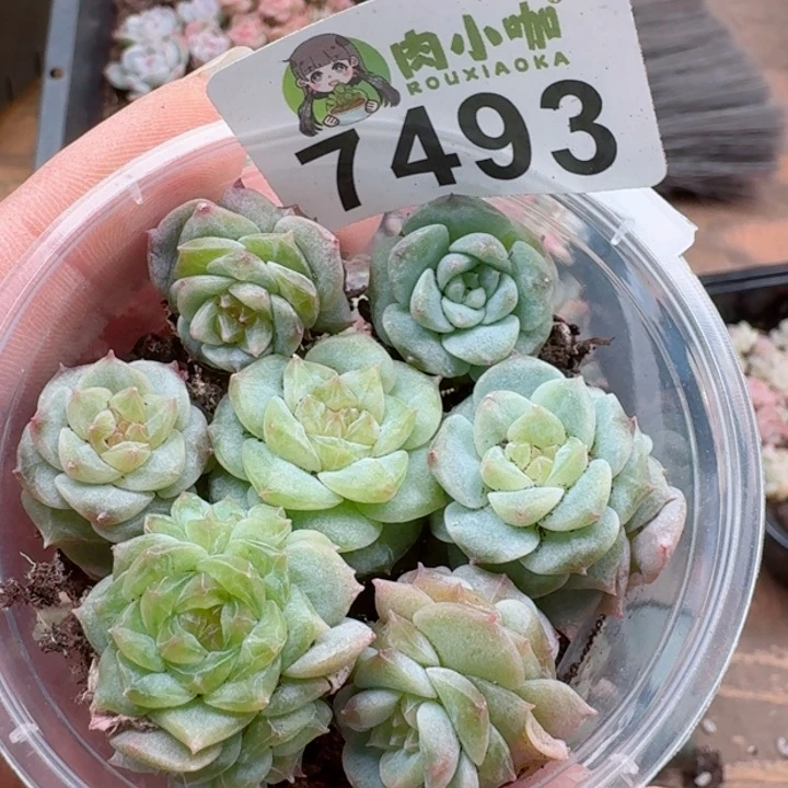 多肉植物多肉植物