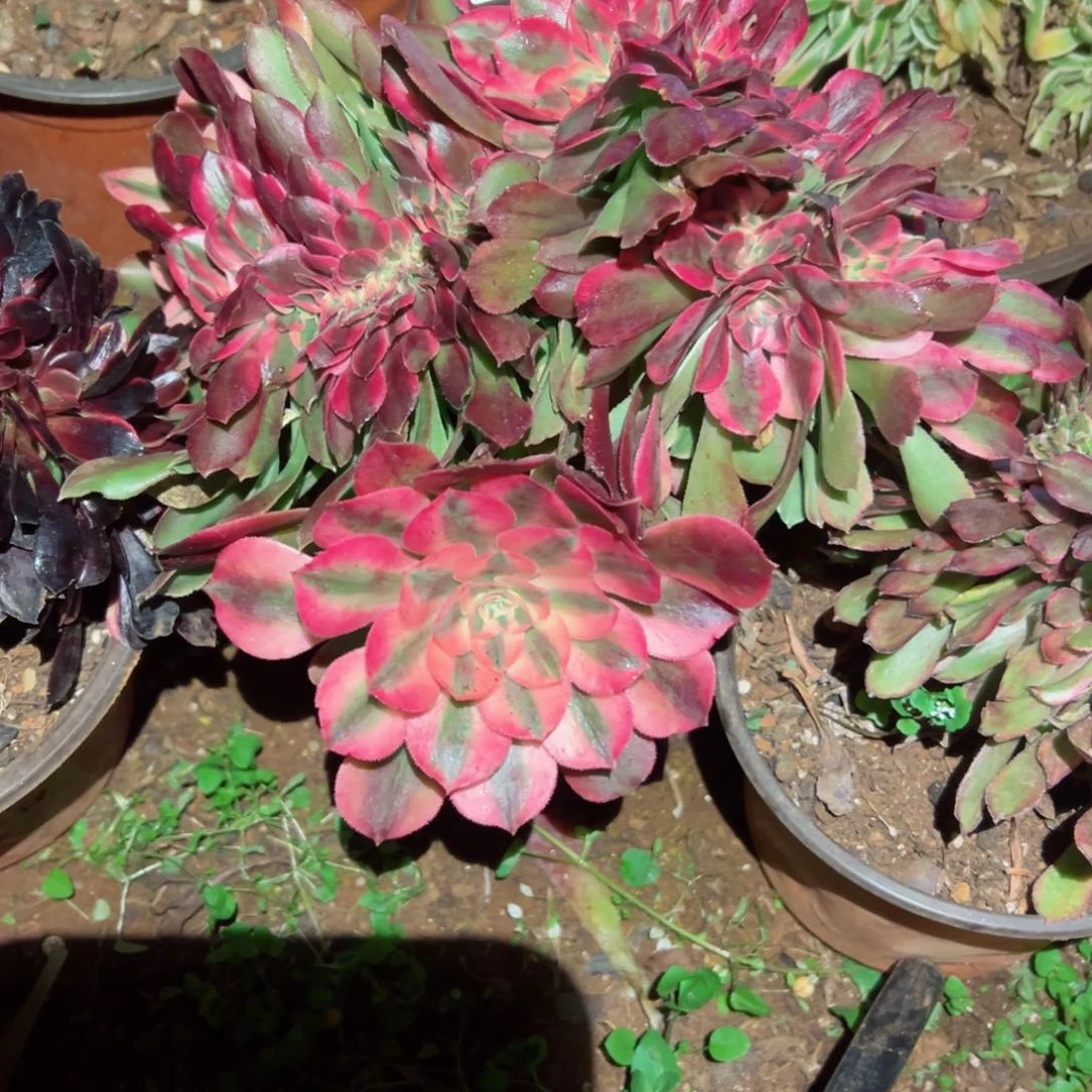 813 号多肉植物法师新年福利