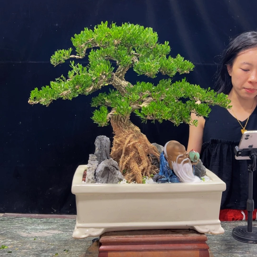 无花朵广东黄杨四季常青