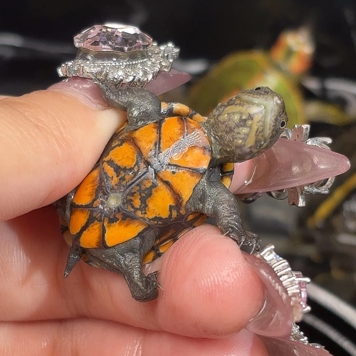 不分公母宠物龟不****去全品小一代红面