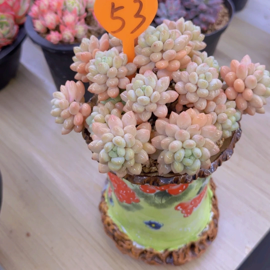 清*53多肉植物一物一拍