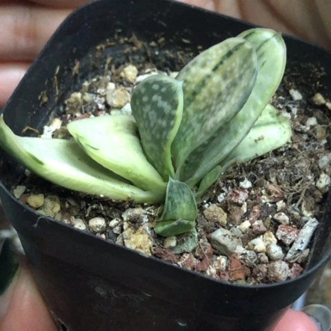 奶油蜗牛白锦带盆发货哈哈