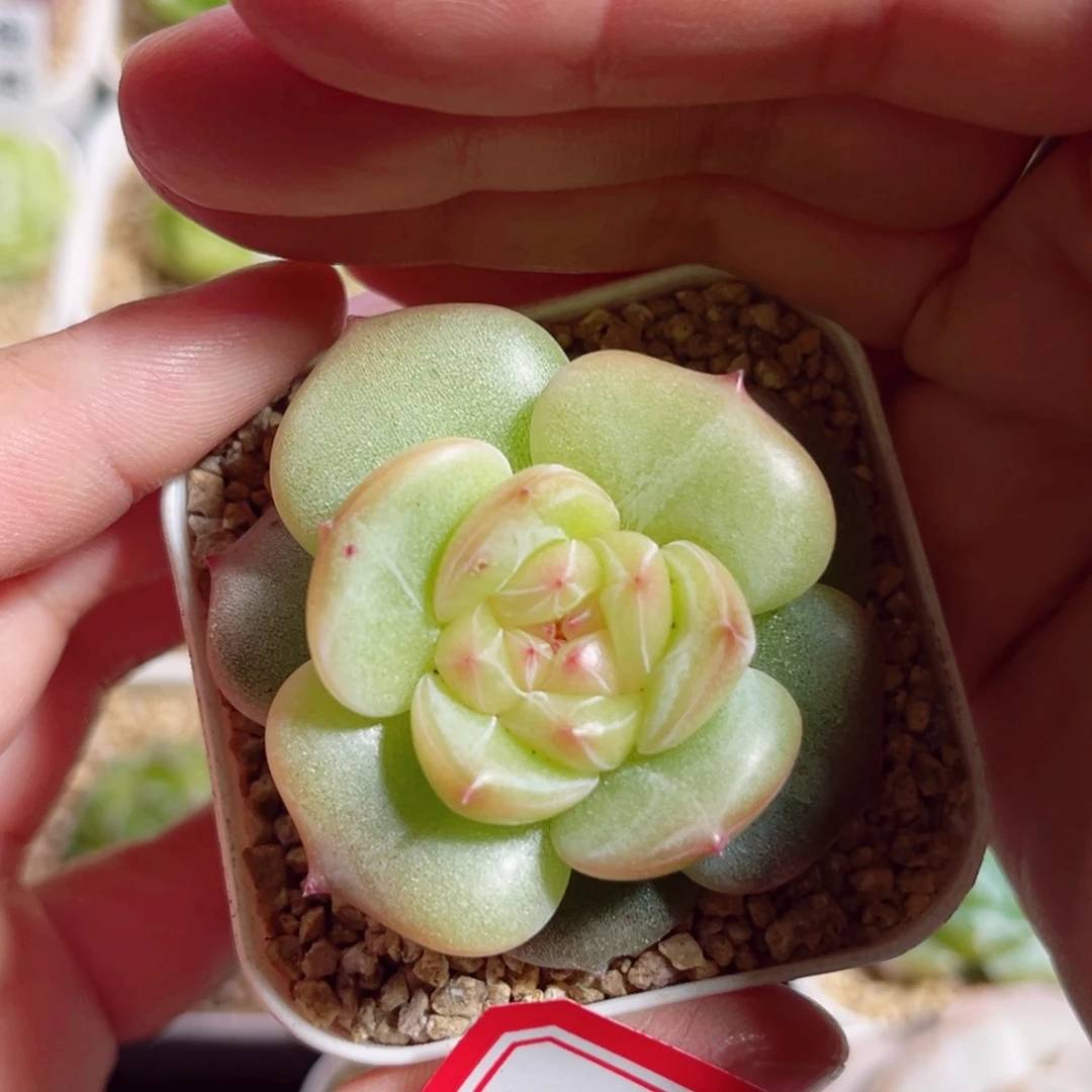 B841 一物一拍 轻寒