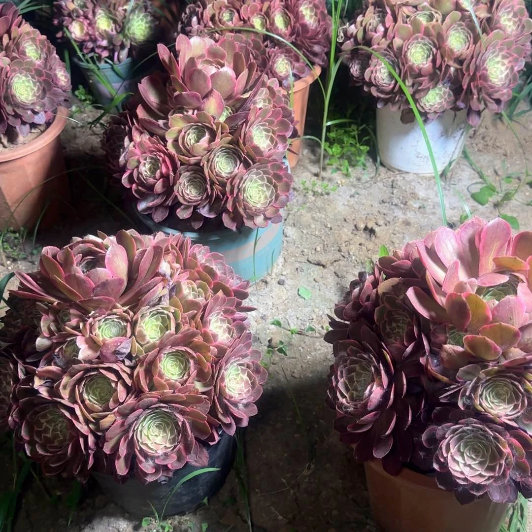 粉花妖亮牌13.8一个多肉植物