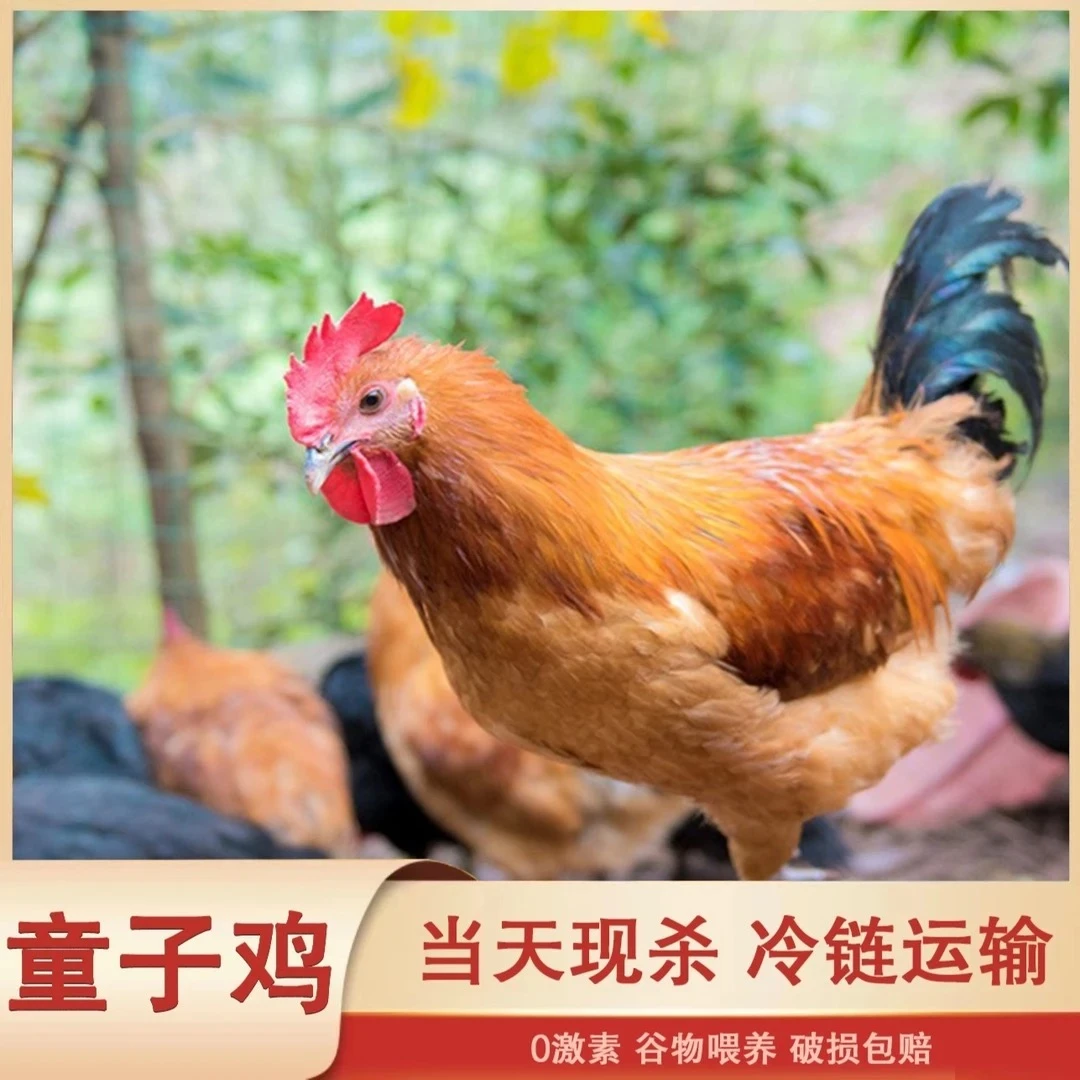 【喜宝家】农家放养黑脚童子鸡 肉质鲜嫩 净膛 4只净重7.2-7.5斤