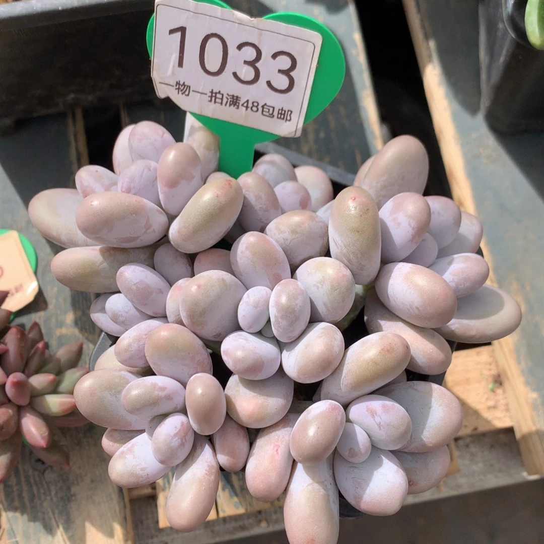 原始奶酪无砍开播福利1033