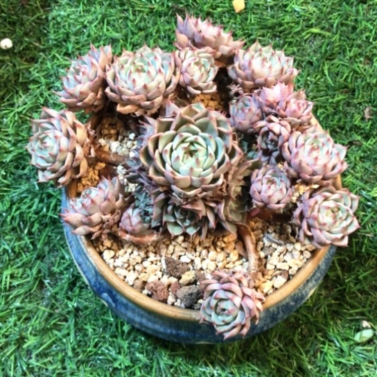 苯巴蒂斯，一物一拍