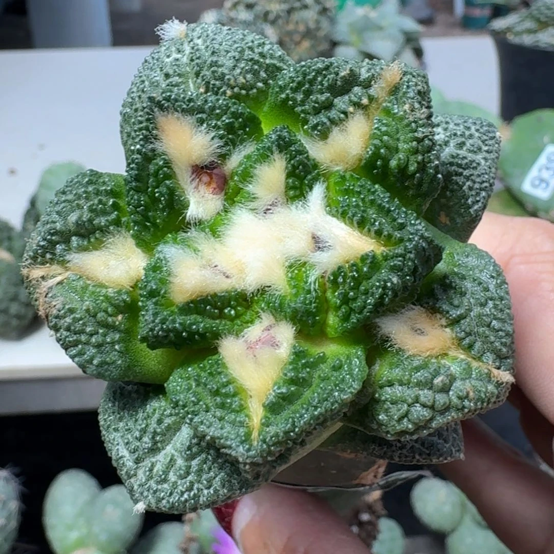 【闪购商品】无花朵密尤哥斯拉龟甲774