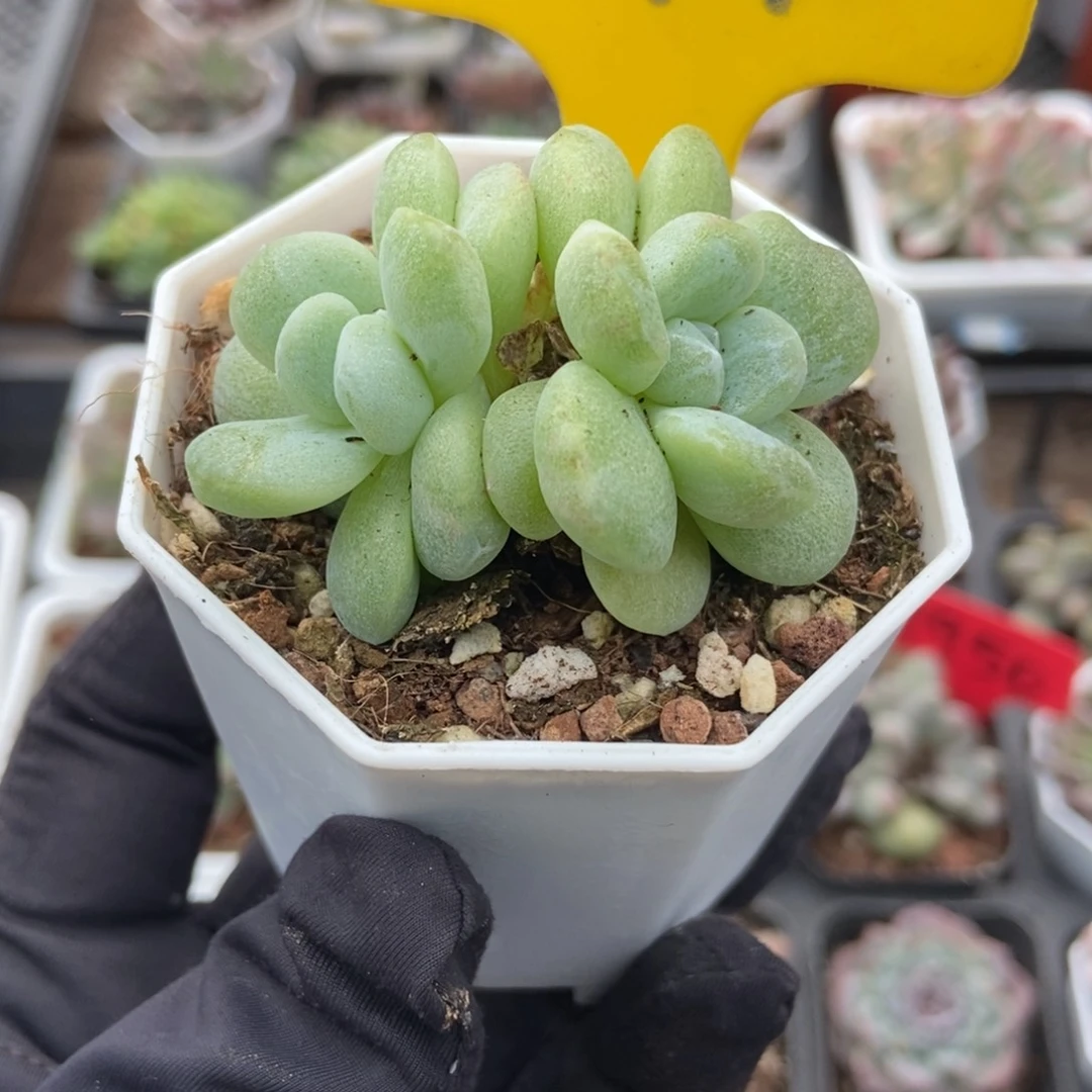 794冰玉石化多肉植物